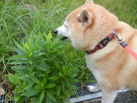 ’13,10,6(日)朝からビザ~!_f0060461_1114257.jpg