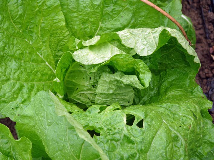 ハクサイ立派に生長！防虫ネットが威力発揮2013・10・5_c0014967_10503053.jpg
