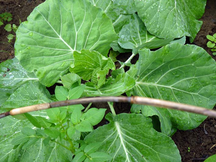 ハクサイ立派に生長！防虫ネットが威力発揮2013・10・5_c0014967_1052337.jpg