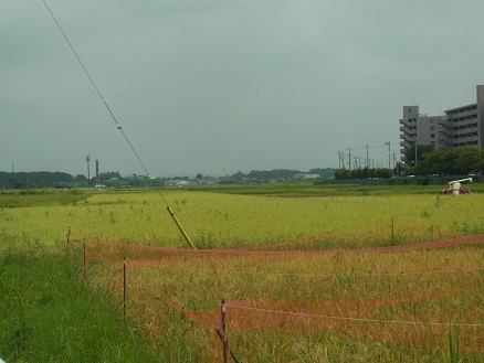 b0185771_21123254.jpg