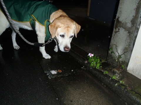 今日も一日中しっとり冷たい雨_f0052277_03599.jpg