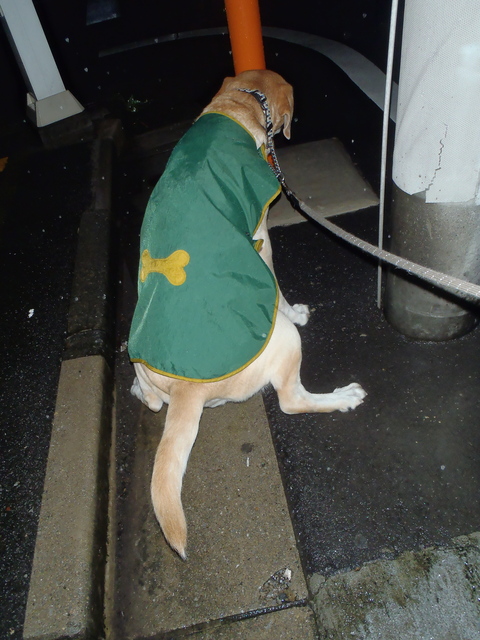 今日も一日中しっとり冷たい雨_f0052277_0382092.jpg