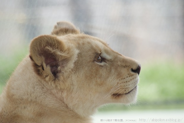 ルーチェの秘密の椅子 朝から晩まで動物園 サファリもね