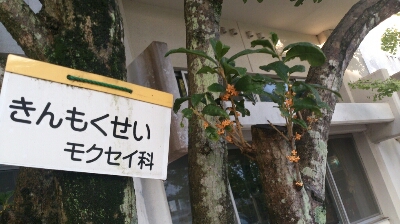 キンモクセイ_f0172281_7152272.jpg