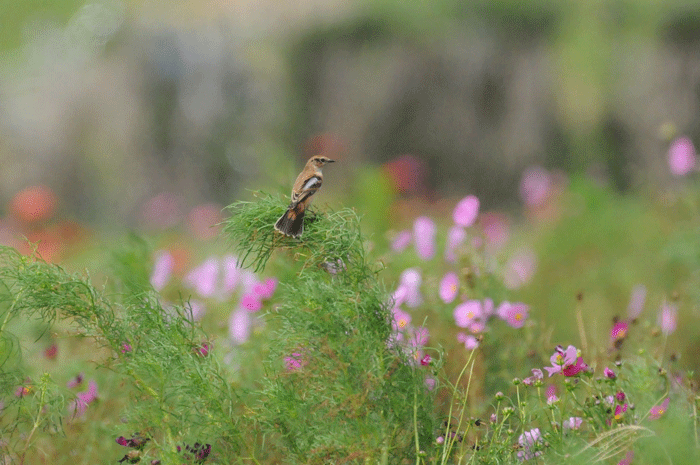 お花見鳥さん　＜野鶲・雀・雲雀＞_e0248688_932928.gif