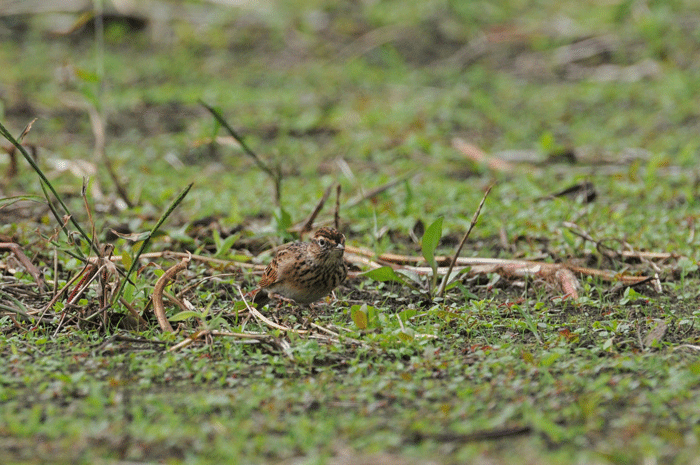 お花見鳥さん　＜野鶲・雀・雲雀＞_e0248688_9371826.gif