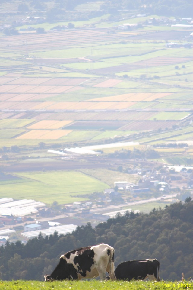 牛、また牛、そして牛、城岱牧場_a0158797_003527.jpg