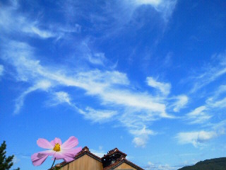 ☆彡　～　～　♡　♡　　空　と　山　と　秋桜　♡　♡　～　～　♪_c0272200_12405556.jpg