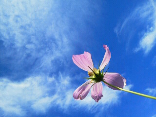 ☆彡　～　～　♡　♡　　空　と　山　と　秋桜　♡　♡　～　～　♪_c0272200_12432621.jpg