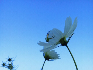 ☆彡　～　～　♡　♡　　空　と　山　と　秋桜　♡　♡　～　～　♪_c0272200_1248441.jpg