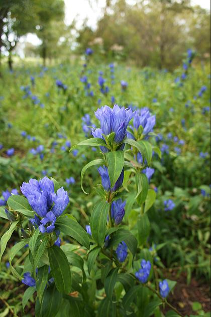 北海道ドライブ②　六花の森(9/24)_f0065604_2152497.jpg