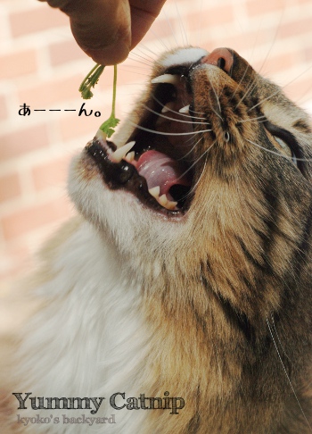 大口で丁寧に食べる猫_b0253205_2701.jpg