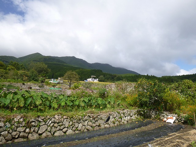 雨の合間にあわただしく稲刈りです！_d0009116_17395454.jpg