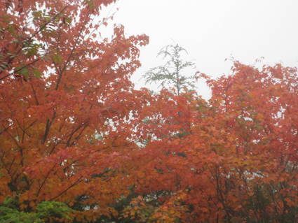 秋を彩る紅葉の本白根山絶景ハイキング開催!_a0057828_1164924.jpg