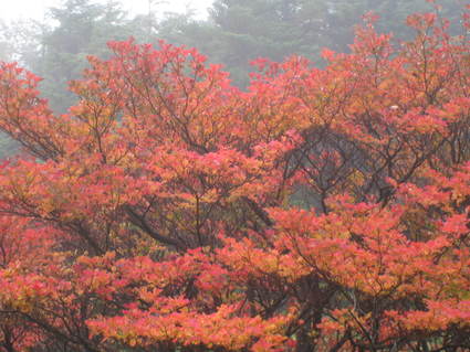 秋を彩る紅葉の本白根山絶景ハイキング開催!_a0057828_118462.jpg