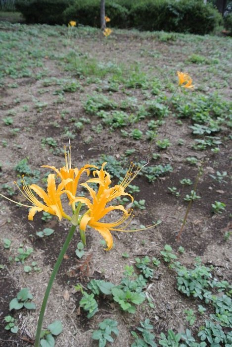 秋の公園で草花&虫たち_e0089232_1303131.jpg