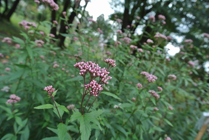 秋の公園で草花&虫たち_e0089232_13132345.jpg