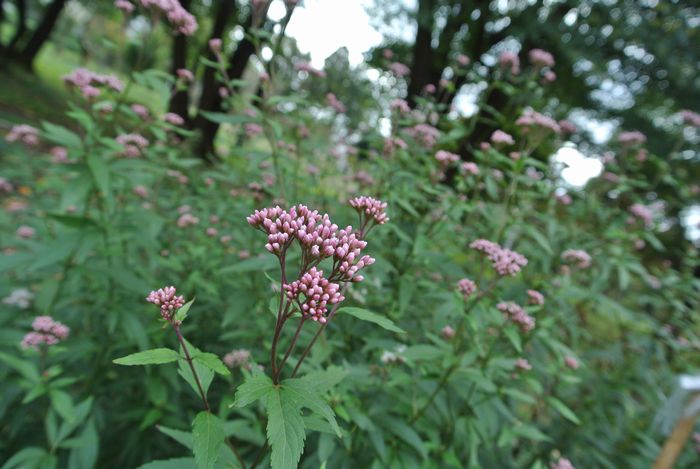 秋の公園で草花＆虫たち_e0089232_13132345.jpg