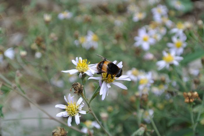 秋の公園で草花＆虫たち_e0089232_13143666.jpg