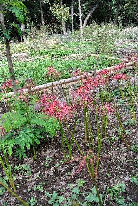 秋の公園で草花&虫たち_e0089232_1315417.jpg