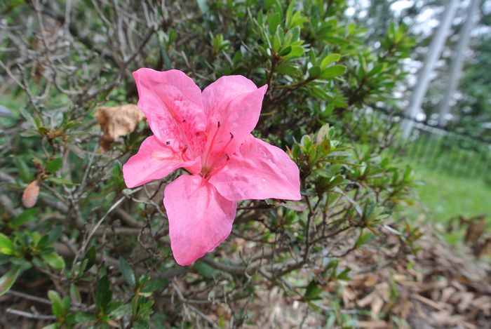 秋の公園で草花＆虫たち_e0089232_13171848.jpg