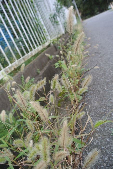 秋の公園で草花＆虫たち_e0089232_13181036.jpg