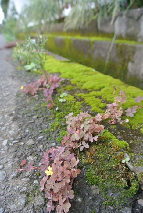 秋の公園で草花＆虫たち_e0089232_13185668.jpg