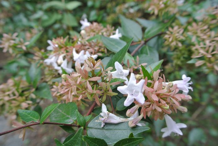 秋の公園で草花＆虫たち_e0089232_13213625.jpg