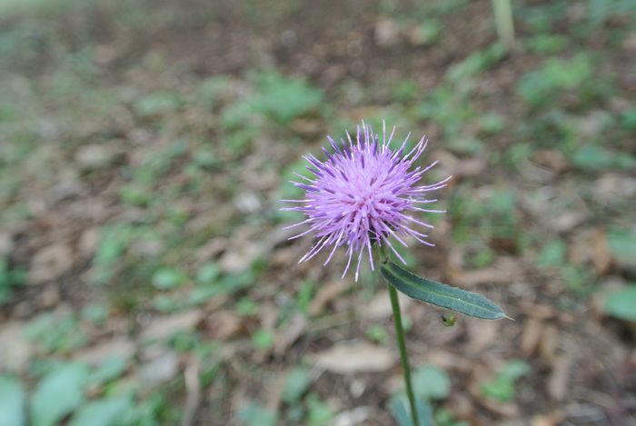 秋の公園で草花＆虫たち_e0089232_1323472.jpg