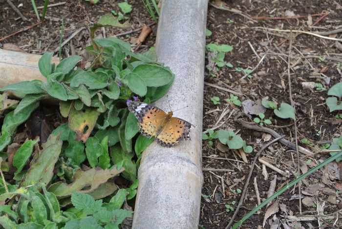 秋の公園で草花＆虫たち_e0089232_1355744.jpg