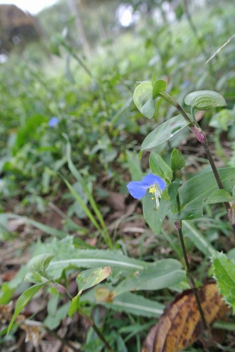 秋の公園で草花＆虫たち_e0089232_1373363.jpg