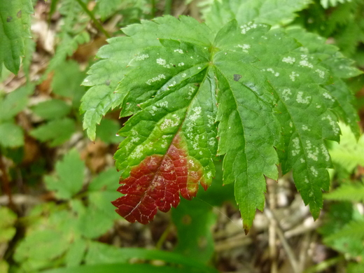 b0298935_11313876.jpg