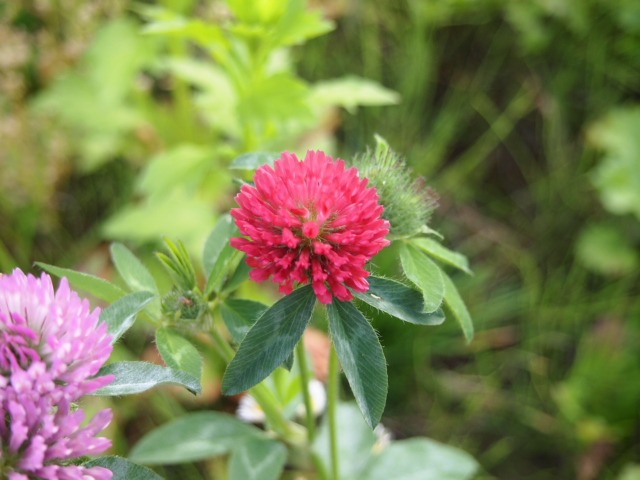 c0117239_10253456.jpg