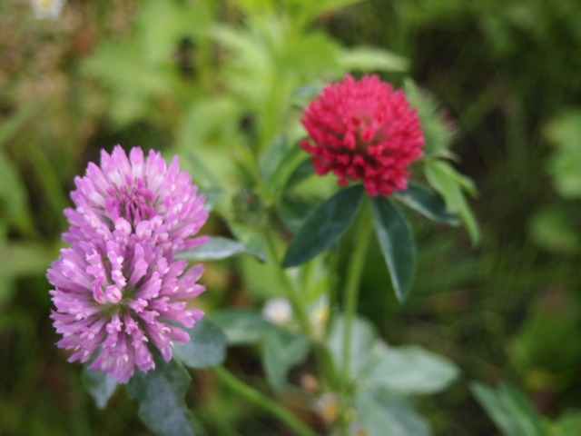 c0117239_10263690.jpg