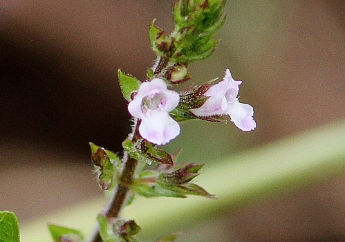 c0172139_17442018.jpg