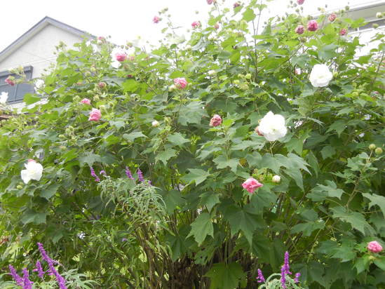 ’13,10,7(月)ペンキ塗りは楽しっ!_f0060461_1082436.jpg