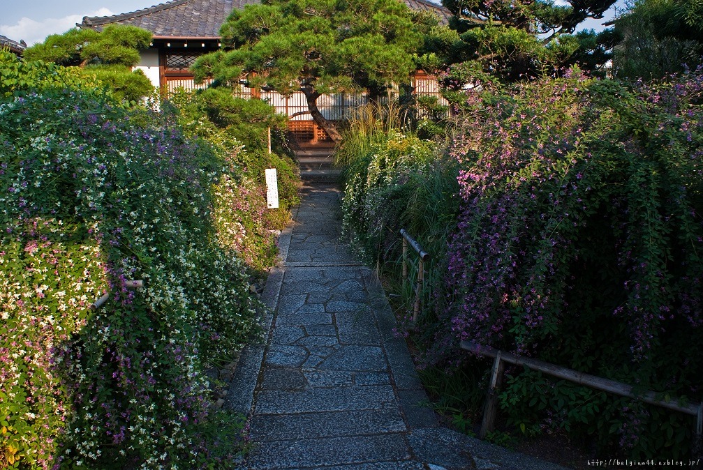 萩の寺～常林寺_f0102363_14432919.jpg