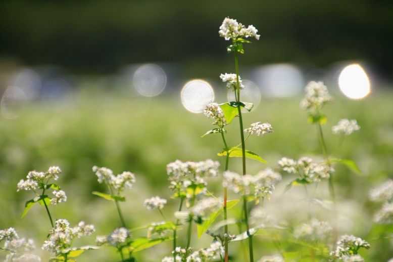 蕎麦の花_b0076967_8111552.jpg