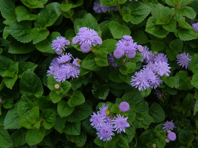 d0019074_854357.jpg