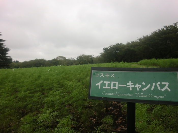20131006 昭和記念公園 コスモスまつり2013＆日清製粉グループKonaフェスタ2013_b0075575_10312160.jpg