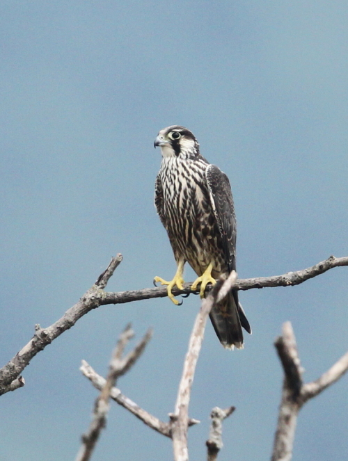 ハヤブサ幼鳥とハイタカとノスリ_d0262476_6154350.jpg