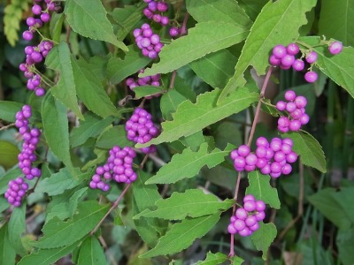c0209377_19582963.jpg