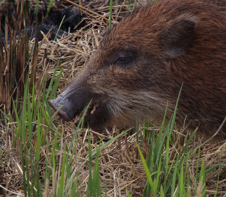 山に暮らせば 山に暮らせば