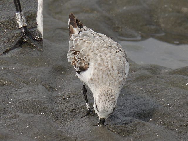 野鳥の足環　三番瀬で見た悲哀_d0088184_23264682.jpg