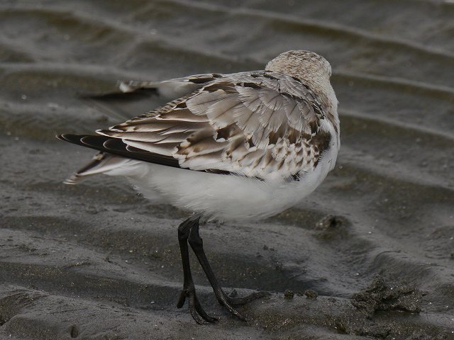 野鳥の足環　三番瀬で見た悲哀_d0088184_2327252.jpg