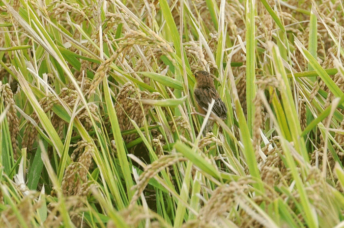 e0248688_7462280.gif
