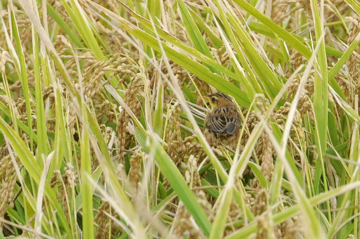 e0248688_7533438.gif