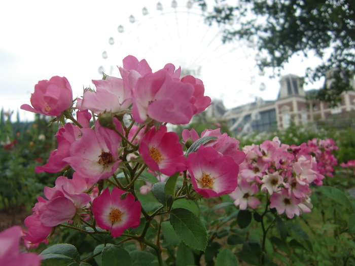 秋の薔薇が咲きました_f0126994_22252860.jpg