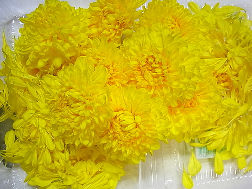 菊の花_b0105897_1051385.jpg