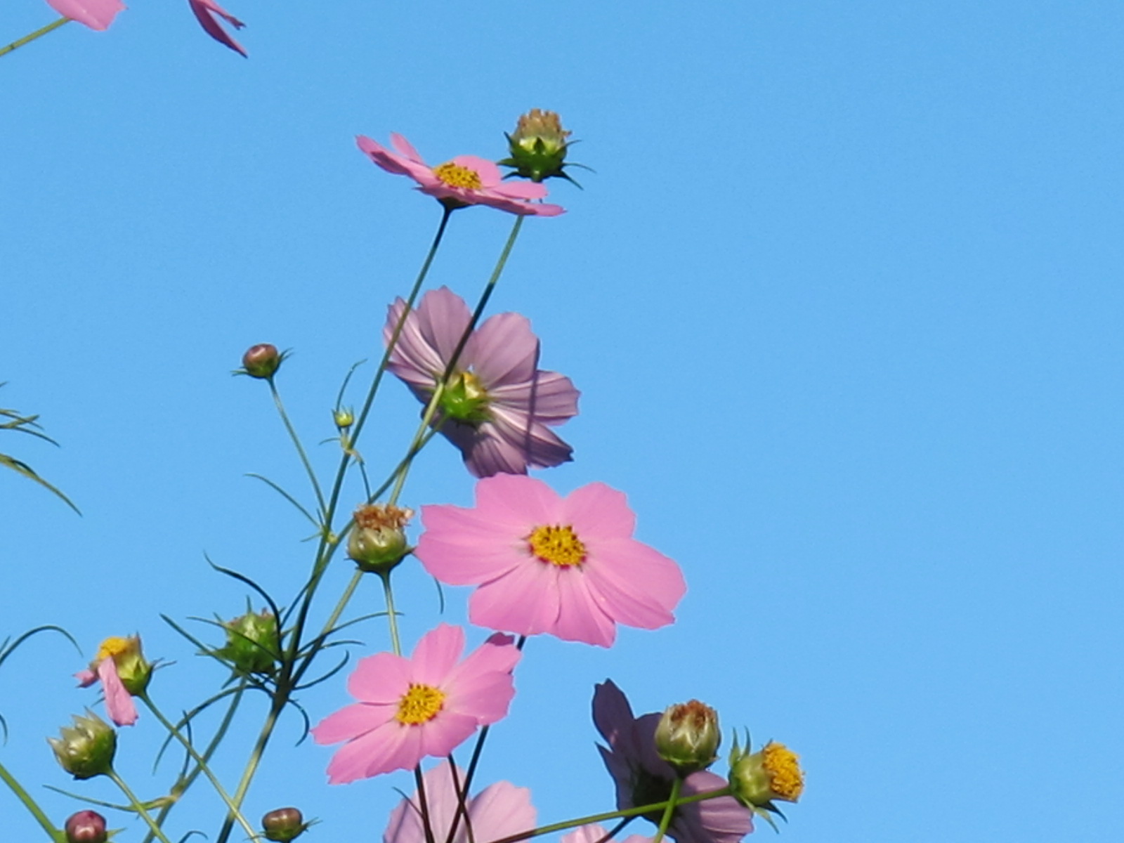 １０月７日（月）　青空に魅せられて、朝の散歩（５）_c0075701_2045614.jpg